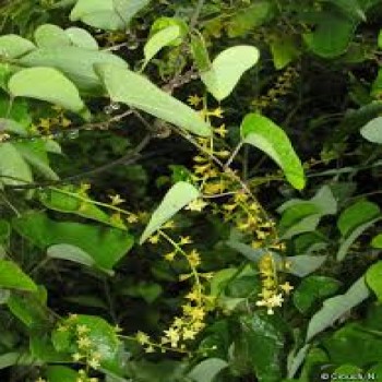 Dioscorea Sylvatica